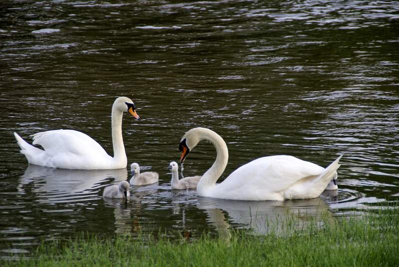 Schwaene auf der Sauer Bild Nr.066